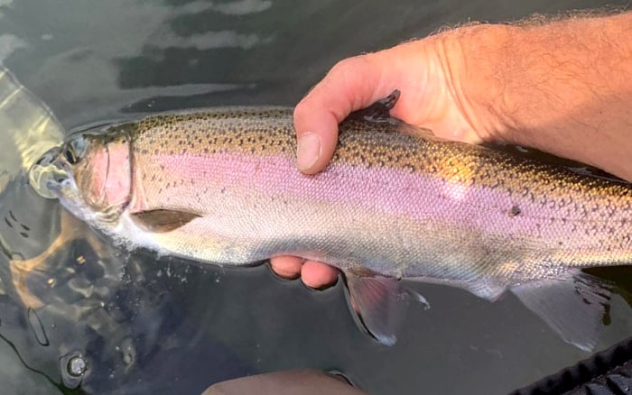 Vancouver Fishing Report - May 2020 - Fly Fishing in Vancouver BC