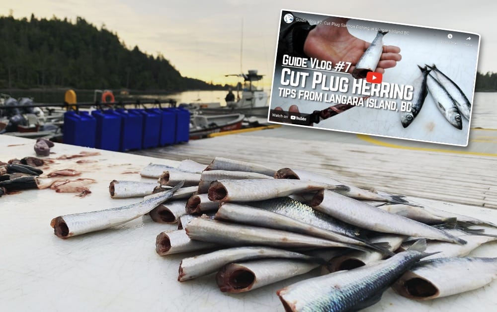 Cut Plug Herring Salmon Fishing - Chromer Sport Fishing